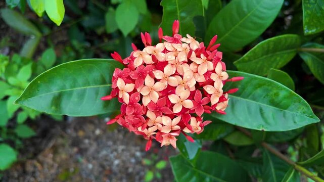 Ixora chinensis, commonly known as Chinese ixora or jungle flame, is a tropical shrub filmed in vivid 4K natural light, showcasing its vibrant flowers and habitat. Ideal for botany education, plant re