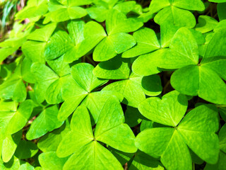 光を浴びるカタバミ