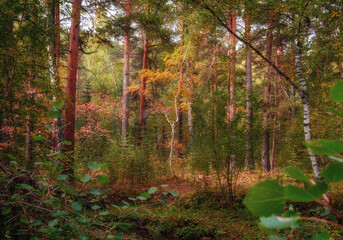 Fototapete bei efototapeten.de bestellen   