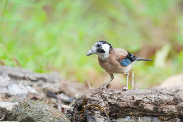 White-faced Jay  (Garrulus glandarius) bird perching on branch. Bird watching in natural habitats in the forest.
