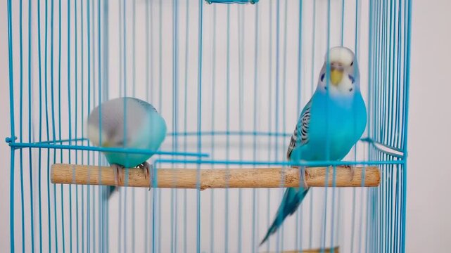 Two blue parakeets in a light-blue metal cage