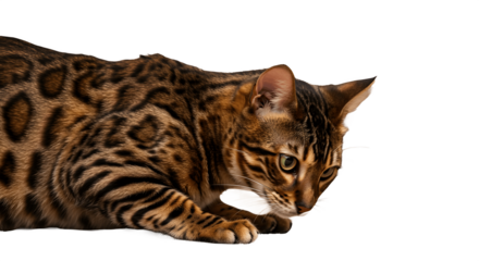 Adult Bengal cat looking down and trying to catch a mouse, playful hunting instinct of exotic spotted feline breed, isolated on white background. Pet behavior, predator instinct, wildlife and domestic