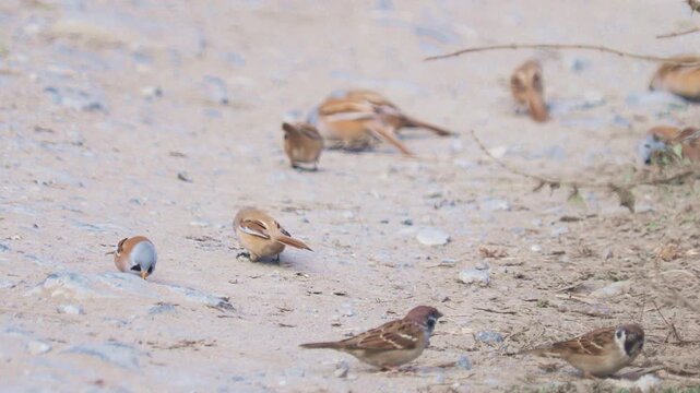 The bearded reedling or bearded tit bird on the ground to feed, Panurus biarmicus
