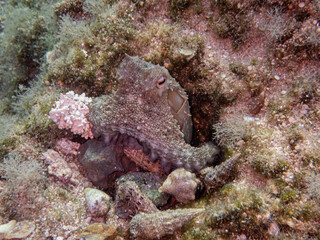 Octopus in it's habitat