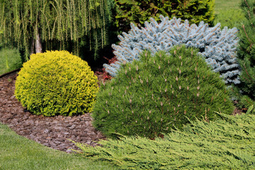 decorative bushes in the garden


