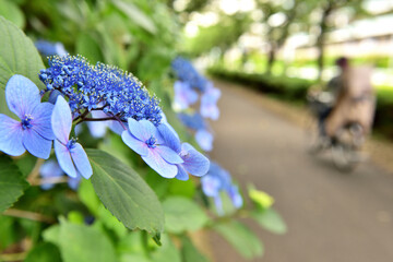 生活道路の道端に咲くアジサイの花
