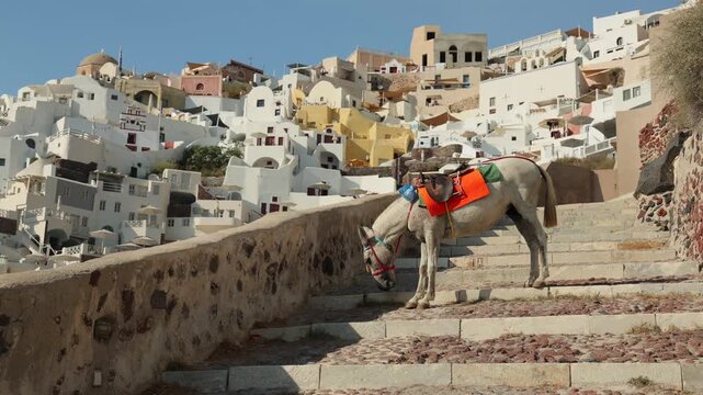 Un &acirc;ne &agrave; Santorin pendant une belle journ&eacute;e ensoleill&eacute;e.