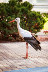 Wild storks in city streets. Graceful birds with red beaks and black wings near urban architecture. Elegant storks standing on pavement by modern buildings. Wildlife meeting city life.