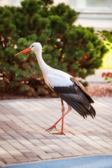 Wild storks in city streets. Graceful birds with red beaks and black wings near urban architecture. Elegant storks standing on pavement by modern buildings. Wildlife meeting city life.