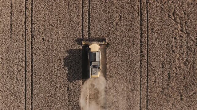 Combine harvester threshing the grain with spectacular farm in background. Drone view over wheat fields in a sunny day. 