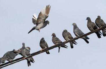Rock dove, Columba livia. Many birds sit on power lines in the city. One lands