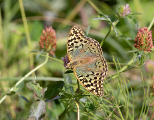 Cardinal, Argynnis pandora. A butterfly sits on a flowering plant, collecting nectar