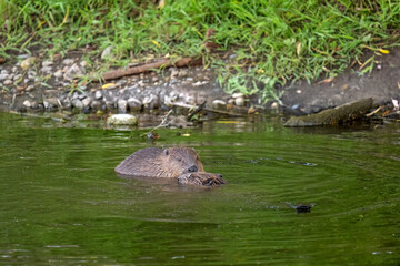 Beavers wrestling in a river