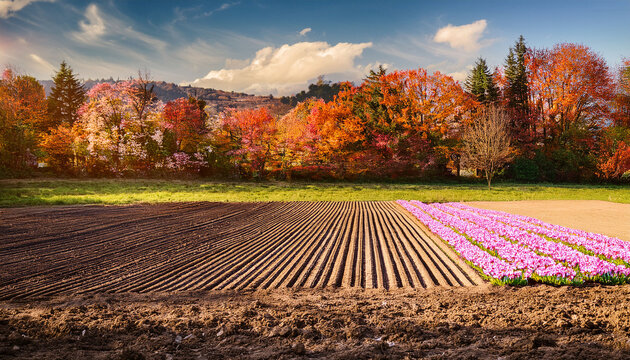 Autumn Planting Of Spring Flowering Flower Bulbs