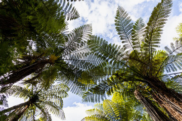 Beautiful forest landscape in New Zealand 