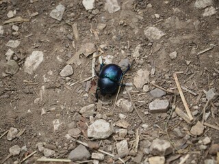 Trypocopris vernalis.