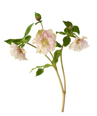 Sprig of pink fluffy helleborus flowers and leaves isolated on white or transparent background