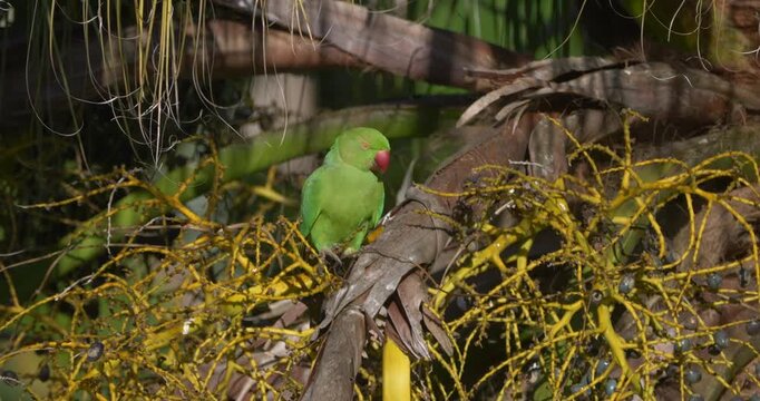 Echo parakeet, endemic species of Mauritius in natural habitat - unedited C4K HLG