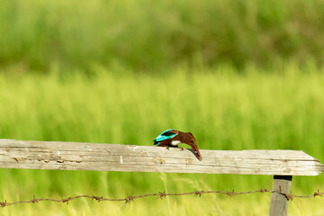 Kingfisher Bird Resting in Countryside Farmland Habitat