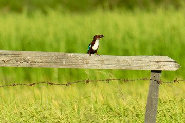 Kingfisher Bird Resting in Countryside Farmland Habitat