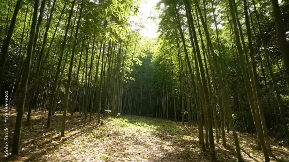 Wall mural dynamic timelapse of sunlight filtering through a dense bamboo forest, creating moving patterns of l