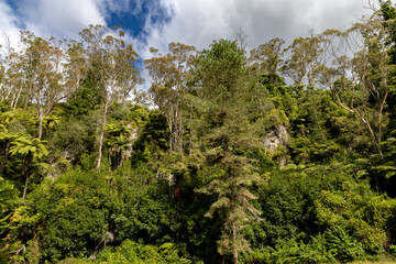 Redwoods Forest is a forest of naturalised coastal redwood on the outskirts of Rotorua, New Zealand, adjacent to the Whakarewarewa thermal area