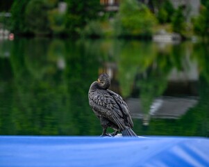 High resolution color image of a single black great Cormorant bird posing, grooming and drying its wings on the calm and beautiful lake of Champex Lac Switzerland an integral part of the TMB trail
