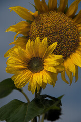 Zwei Sonnenblumen (Helianthus annuus) mit Tautropfen vor blauem Himmel, Nahaufnahme von zwei gelben...