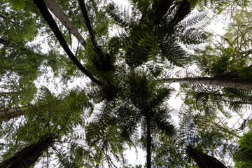 Beautiful forest landscape in New Zealand 