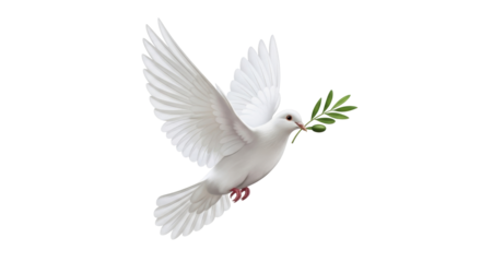 Isolated dove holding an olive branch for peace, symbol of freedom, hope, and reconciliation