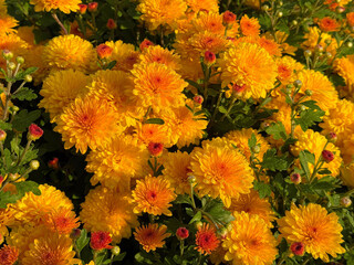 Yellow orange flowers chrysanthemum garden mums.