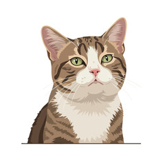 Close up portrait of a tabby cat with green eyes.