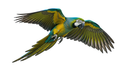 Isolated blue and yellow macaw parrot mid-flight with wings spread against neutral backdrop