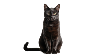 Isolated black cat sitting up straight with amber eyes looking at the camera on a plain surface