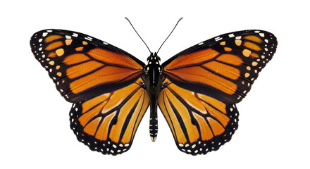 Obraz premium Isolated Monarch butterfly with patterned wings ready to take flight from a garden location