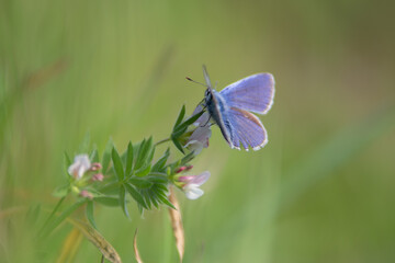 Hauhechel-Bläuling (Polyommatus icarus) auf Hornklee (Lotus corniculatus), Makroaufnahme eines blauen Schmetterlings auf duftendem Hornklee in natürlicher Umgebung, detailreich und naturgetreu.