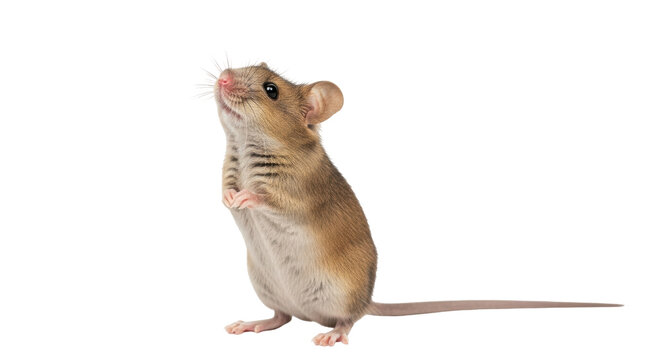 Isolated Curious mouse standing up straight, looking upwards in a studio setting, cutout
