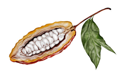 Cocoa bean watercolor. Hand-drawn cocoa fruit on a white background. Food clip art. Ideal for packaging chocolate and cocoa powder.