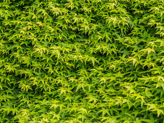 Lovely Massed Green Star Like Leaves