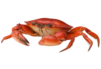 Red Crab Side View isolated on a transparent background