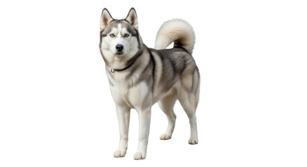 Isolated Siberian husky dog looking at camera full body studio shot with neutral expression