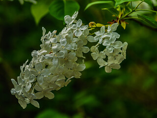 Lovely White Lilac Blooms Hang Down