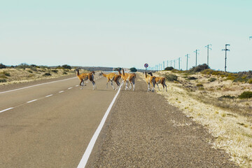 Guanacos crossing a route in Argentine Patagonia