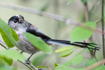 Aegithalos caudatus bird perching on a twig, partially hidden by green leaves