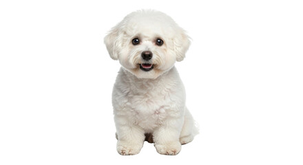Isolated happy adorable fluffy Bichon Frise dog puppy pet sitting looking at camera smiling
