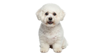 Isolated happy adorable fluffy Bichon Frise dog puppy pet sitting looking at camera smiling