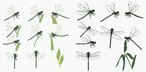 Illustration of dragonflies and leaves on a transparent background.