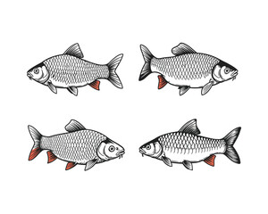 Four detailed hand drawn illustrations of freshwater fish species in a vintage sketch style with subtle red accents on fins