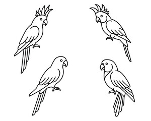 Four elegant line art cockatoo parrots perched and facing different directions on a white background