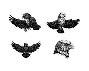 Detailed black and white sketch collection of majestic eagles in flight and close up portrait poses